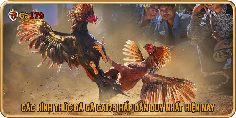 Các hình thức đá gà GA179 hấp dẫn duy nhất hiện nay
