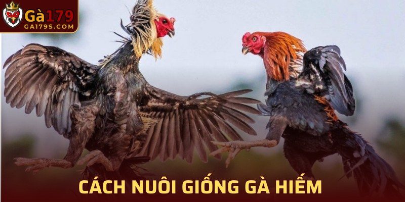 Cách nuôi giống gà hiếm