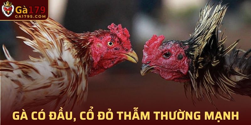 Chiến kê sở hữu đầu và cổ màu đỏ thẫm thường sẽ khá mạnh khi chiến đấu