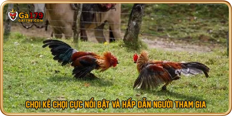 Chọi kê chọi cực nổi bật và hấp dẫn người tham gia