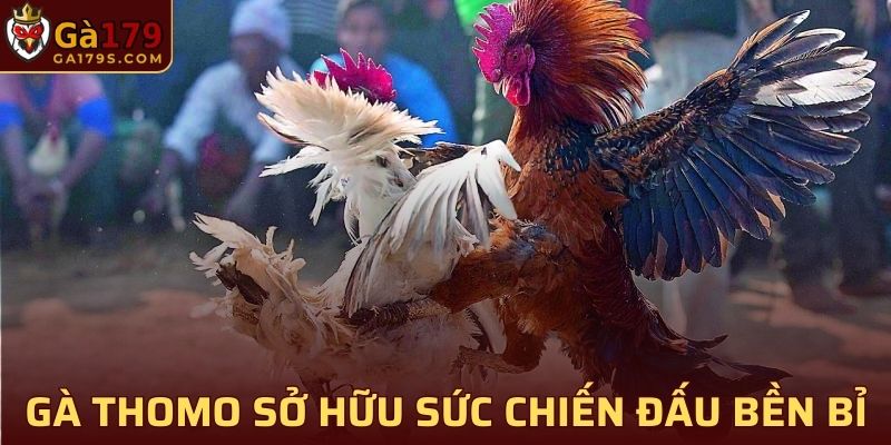 Gà Thomo sở hữu sức chiến đấu bền bỉ, dễ dàng thắng nhanh