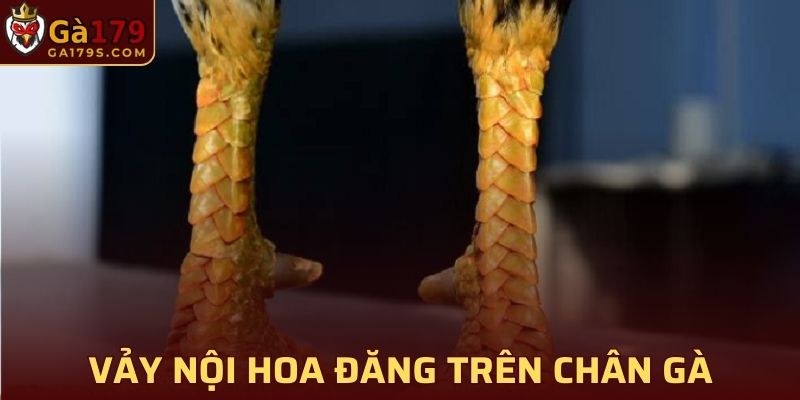 Giới thiệu tổng quan về vảy gà hoa đăng