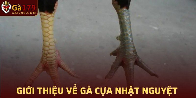 Giới thiệu về giống gà cựa Nhật Nguyệt