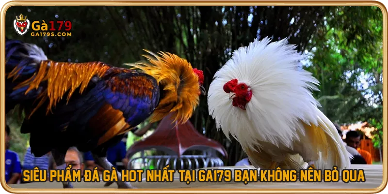 Siêu phẩm đá gà hot nhất tại GA179 bạn không nên bỏ qua