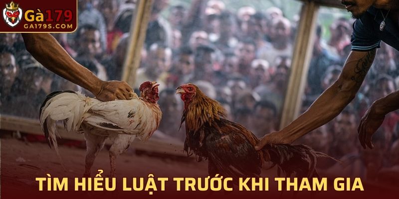 Tìm hiểu luật đá gà miền Bắc trước khi tham gia