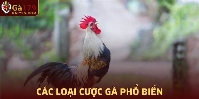 Tổng hợp các thể loại đặt cược hấp dẫn